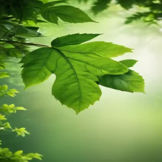 green leaf background