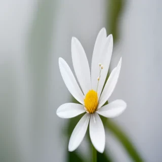transparent white flower