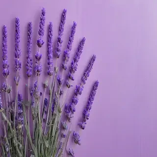 lavender background