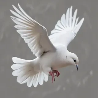 png dove