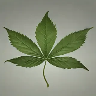 weed leaf png