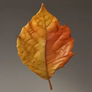 autumn leaf png