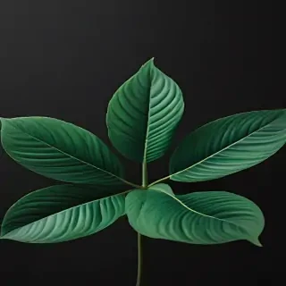 plant iphone wallpaper