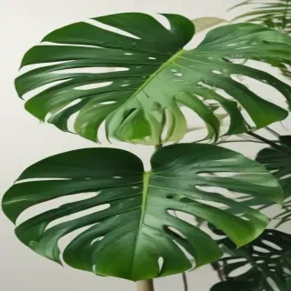 monstera png
