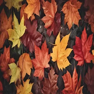 autumn leaves iphone wallpaper