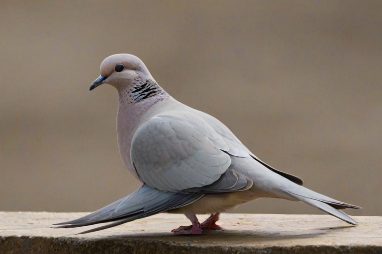 png dove