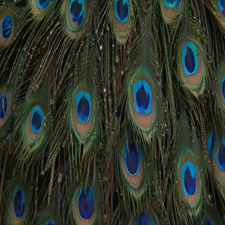 peacock feather images