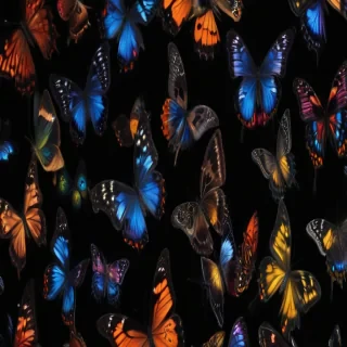 butterflies in black background