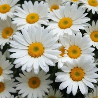 daisy desktop wallpaper