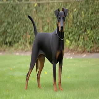 manchester terrier