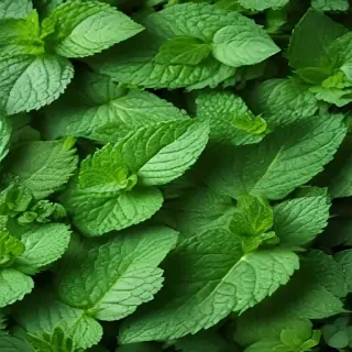 mint background
