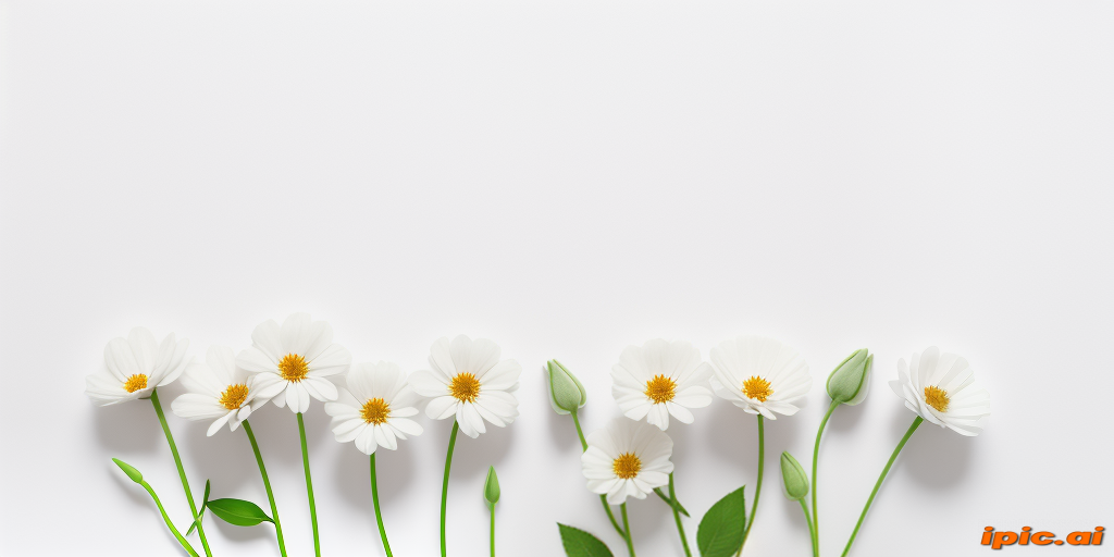 flowers white background