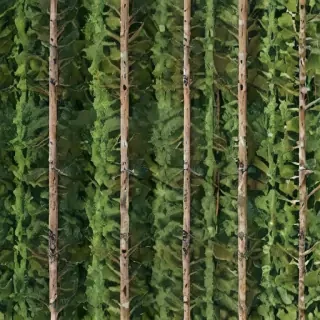 background trees
