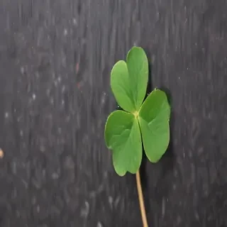 4 leaf clover