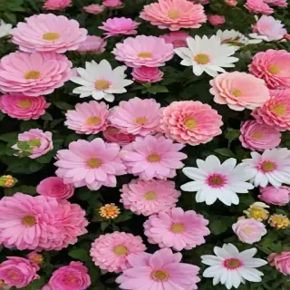pretty flowers