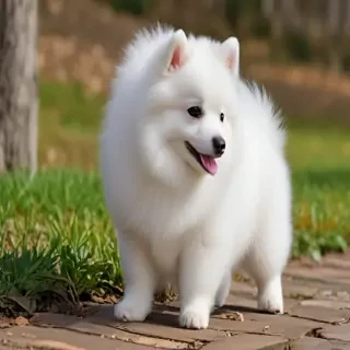 japanese spitz dog breed