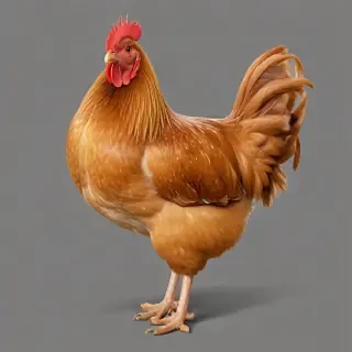chicken png