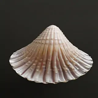 seashell png