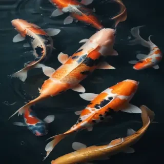 koi fish png