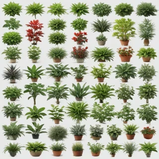 aesthetic plants png