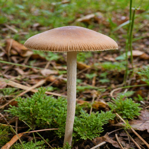 thin stemmed mushroom
