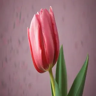 tulip iphone wallpaper
