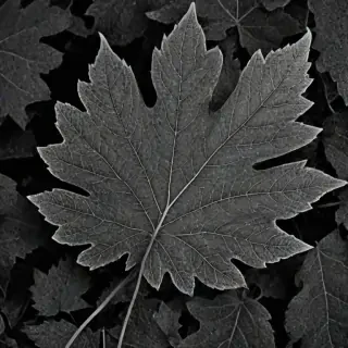 leaf images black and white