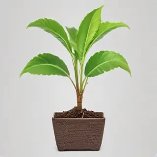 plant png clipart