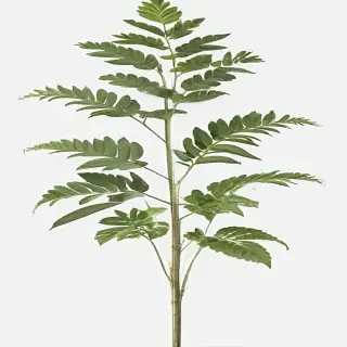 plant transparent