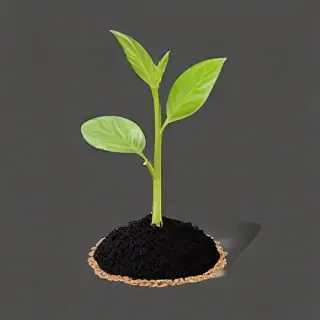 seedling png