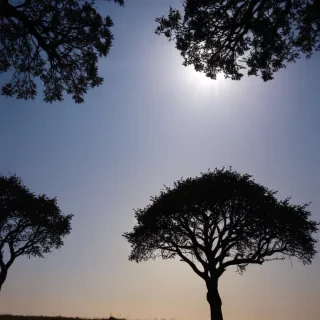 trees silhouette png