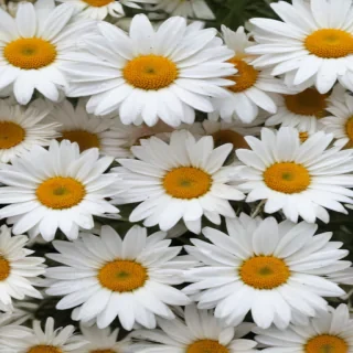 daisies png