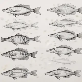 fish drawings