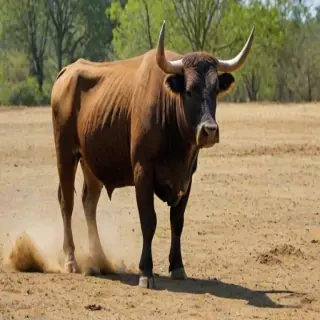 bull pictures