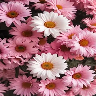 cute flower wallpaper aesthetic