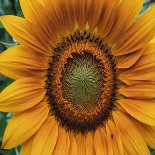 sunflower iphone background