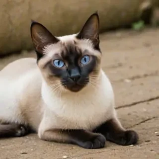 thai old style siamese cat breed