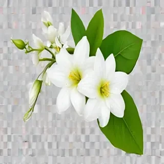 jasmine flower png