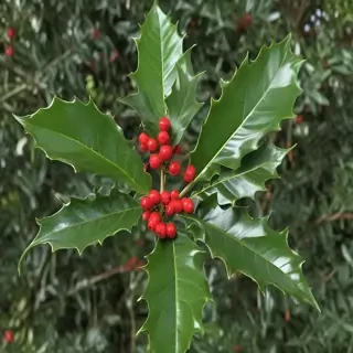 holly picture