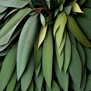 eucalyptus leaves png