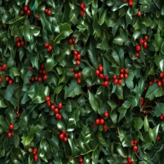 holly picture