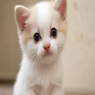 cute and young