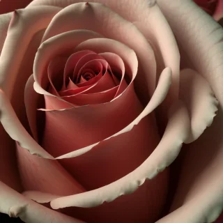 rose rose wallpaper