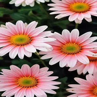 daisy flower wallpaper