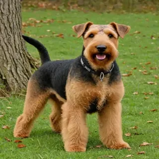 airedale terrier