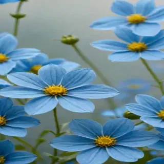 blue flowers transparent