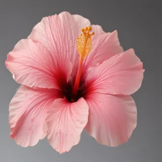 hibiscus flower png