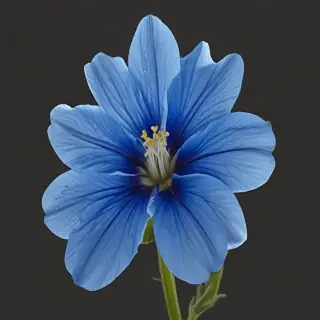 blue flower transparent