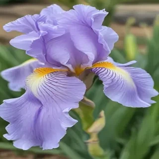 iris flower