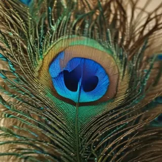 peacock feather images